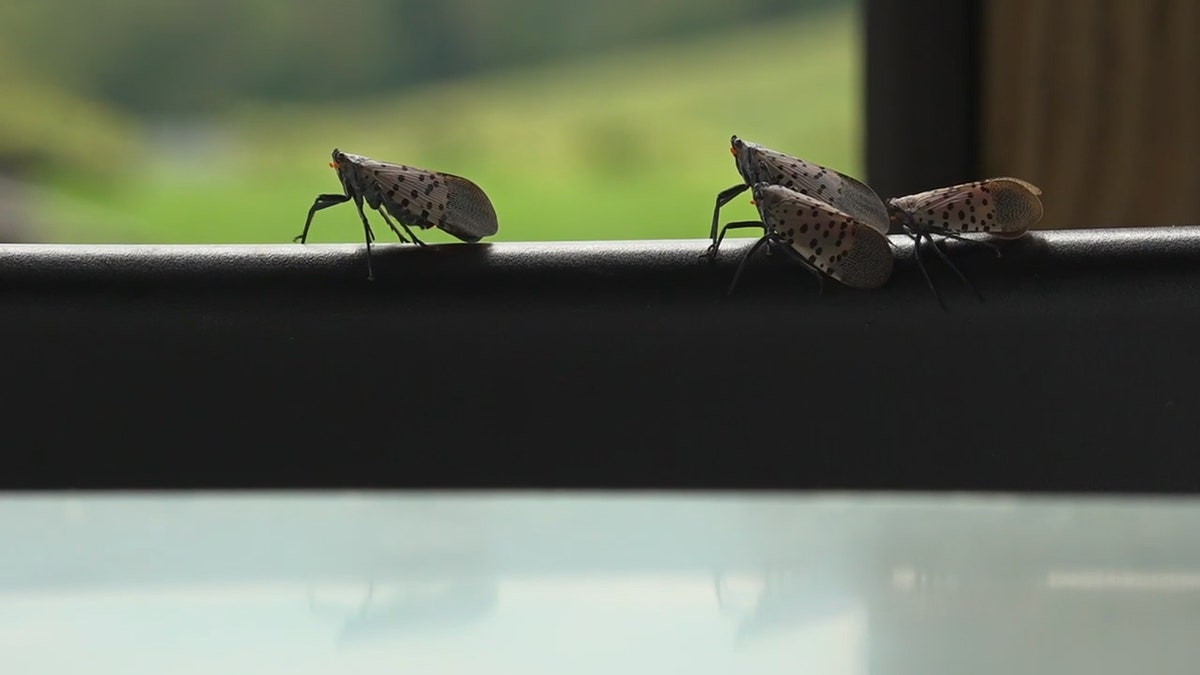 Three gray spotted lantern fly insects perched on the back of a chair
