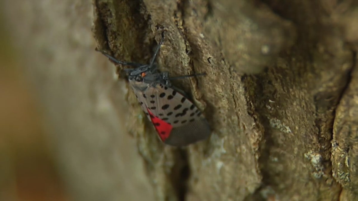 A red and black spotted lanternfly insect climbing a tree