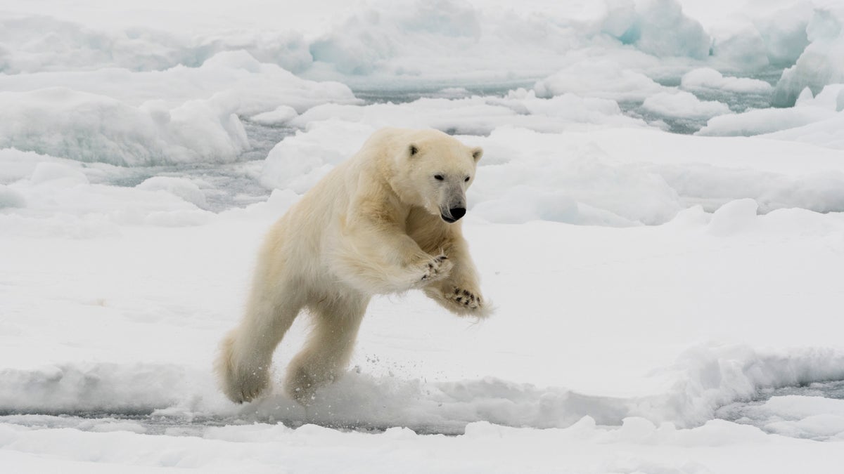 Arctic polar bear