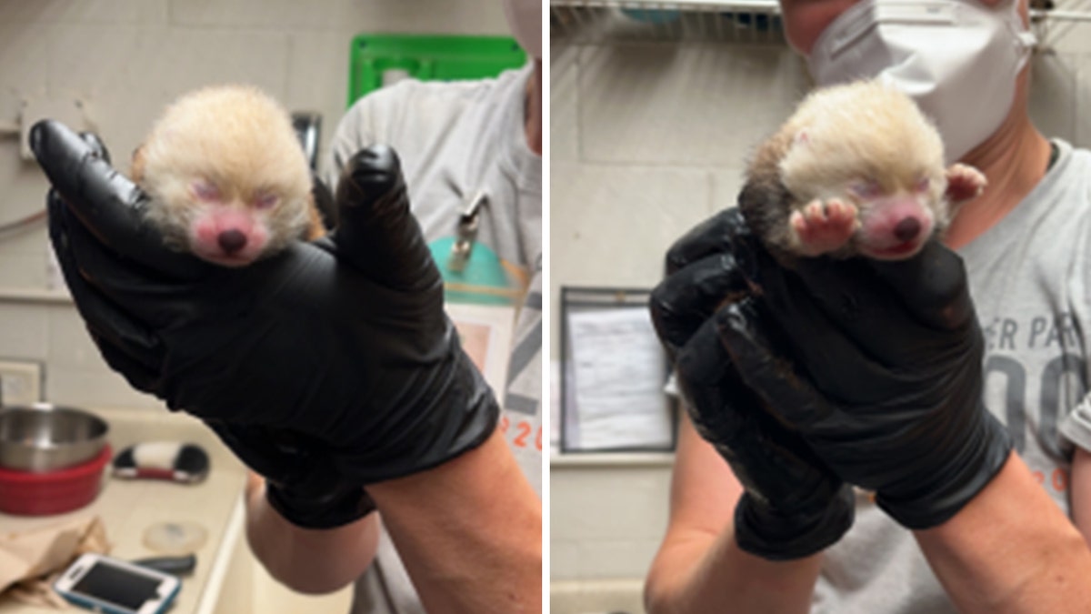 Red panda cub at Potter Park Zoo