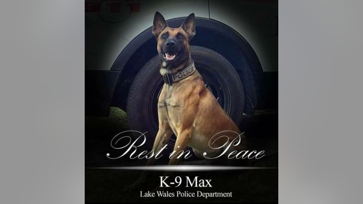 Photo shows memorial photo of "murdered" Lake Wales police K-9 Max