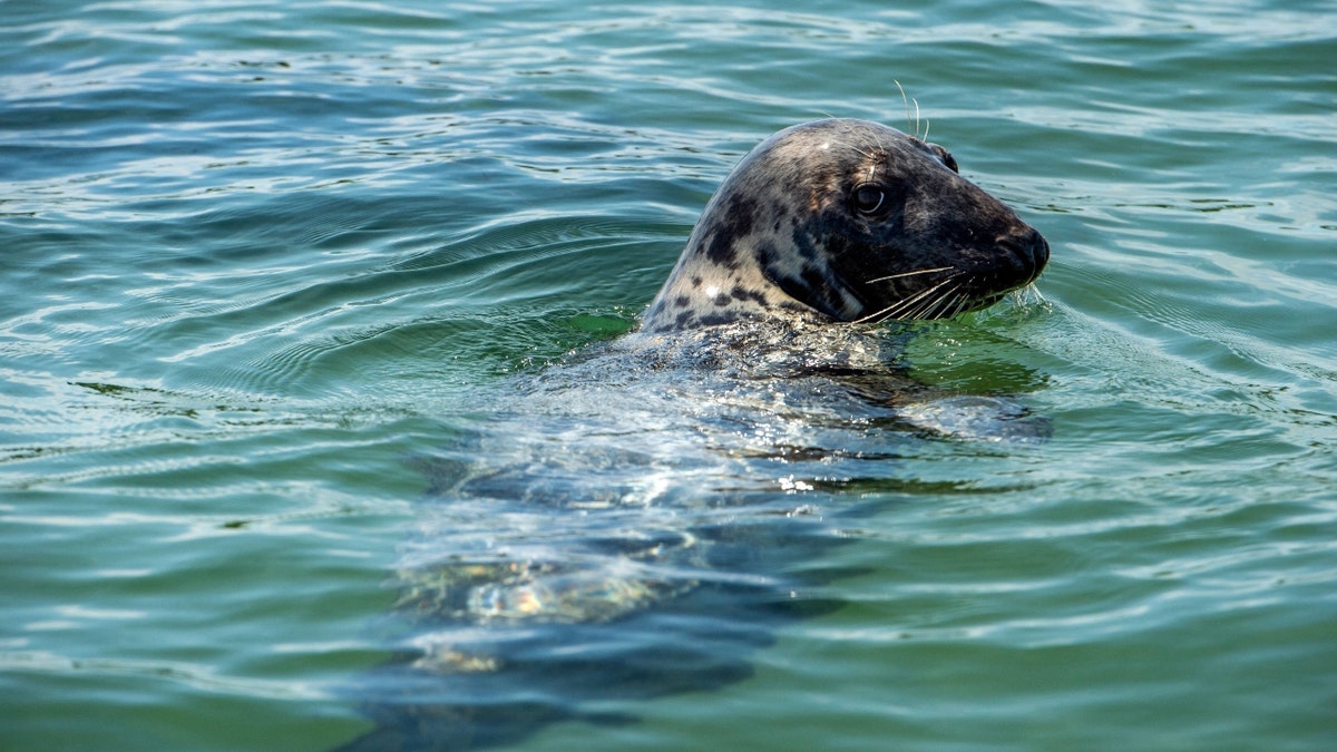A Massachusetts seal