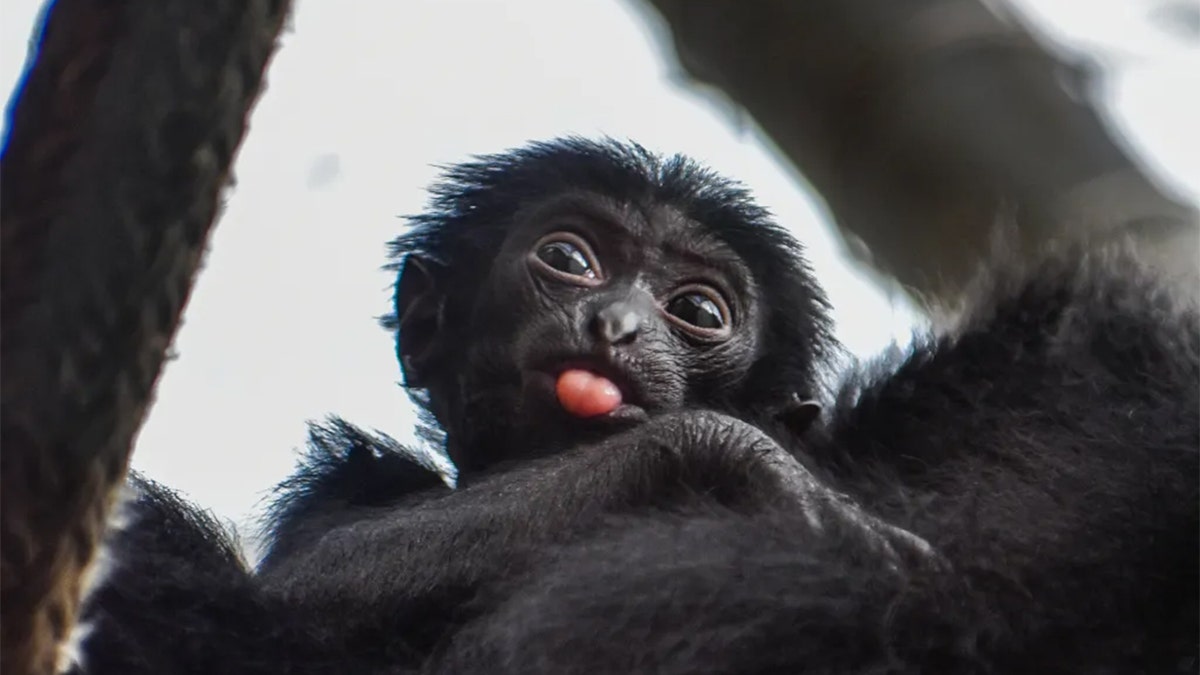 Virginia Zoo wants help naming baby siamang thumbnail