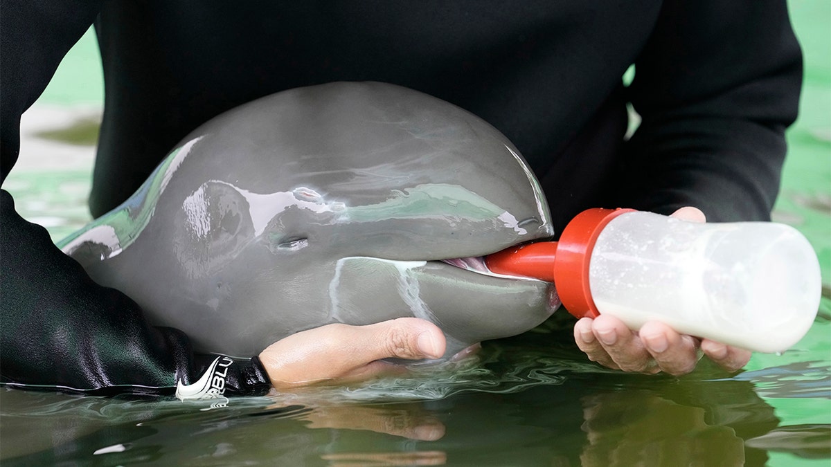 Baby dolphin named Paradon is nursed with bottle in Thailand