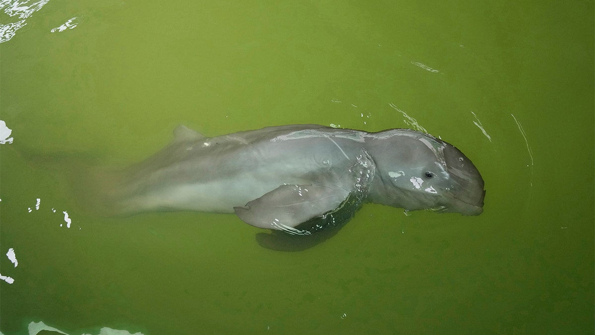 Baby dolphin named Paradon swims in Thailand