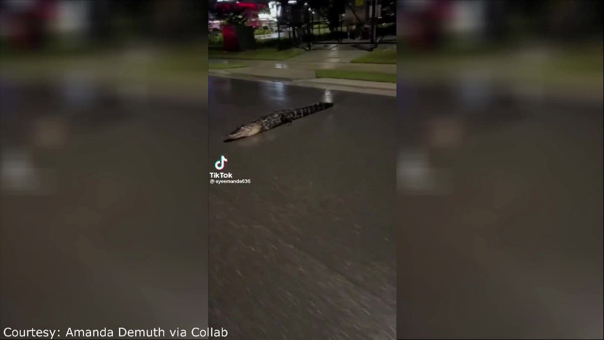 Alligator spotted on Florida road