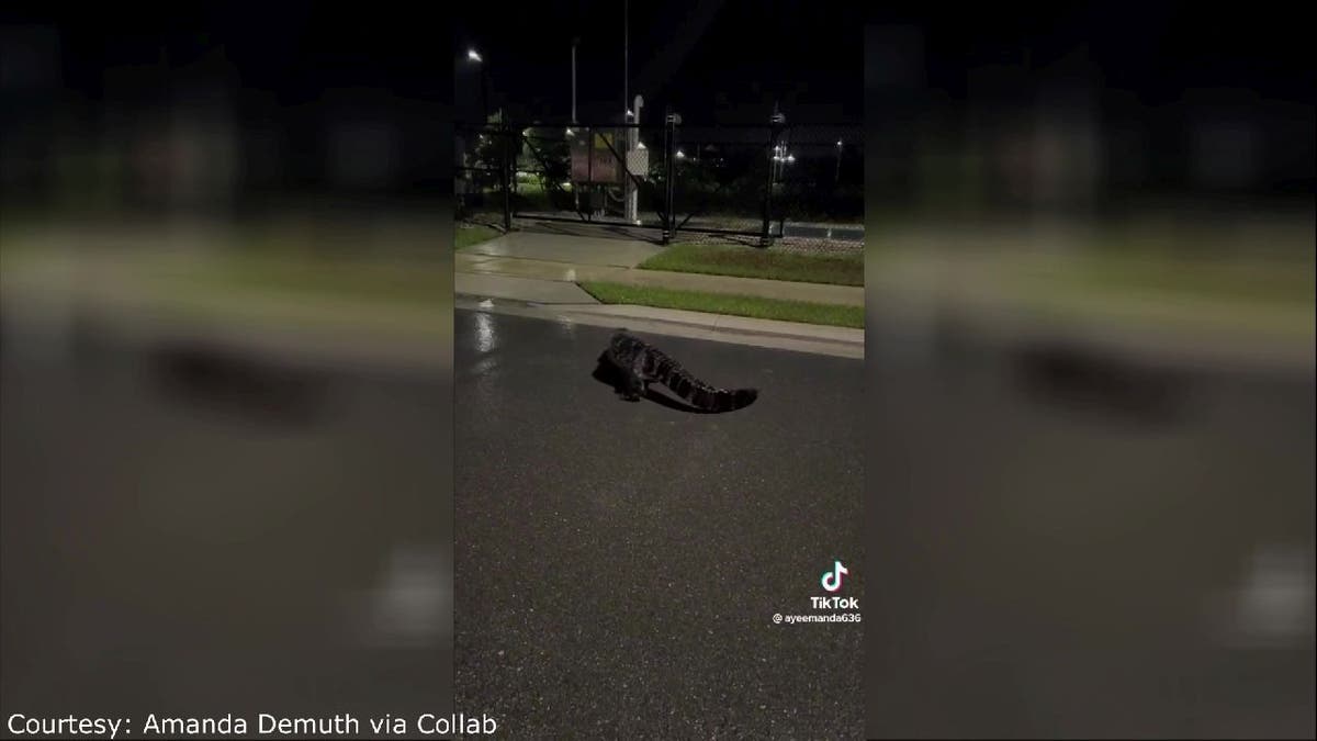 Three-legged alligator walks away