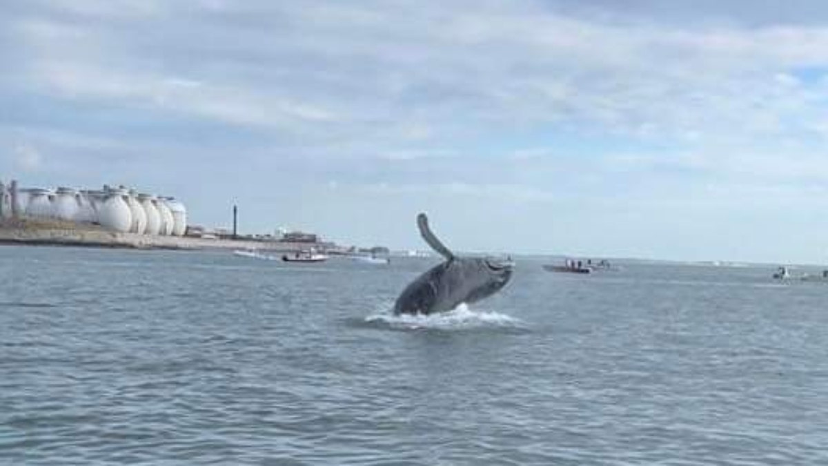 Humpback whale in Boston Harbor