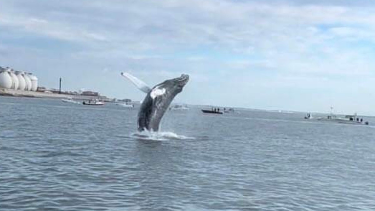 Humpback whale