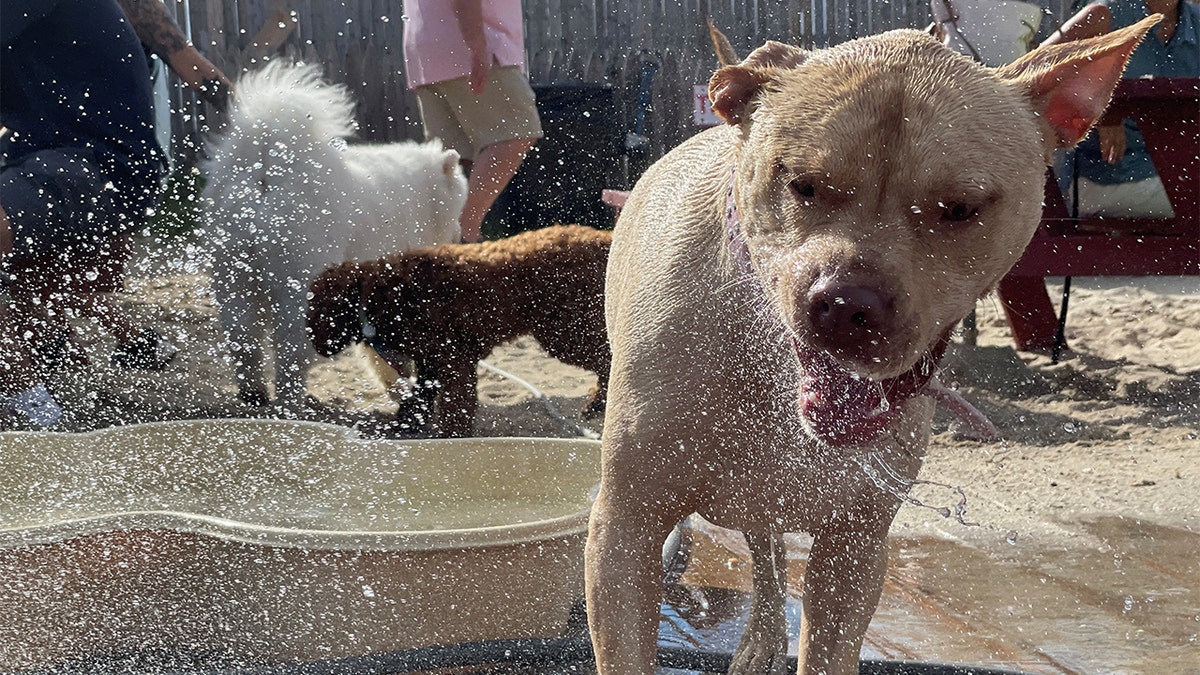 dog playing in the water