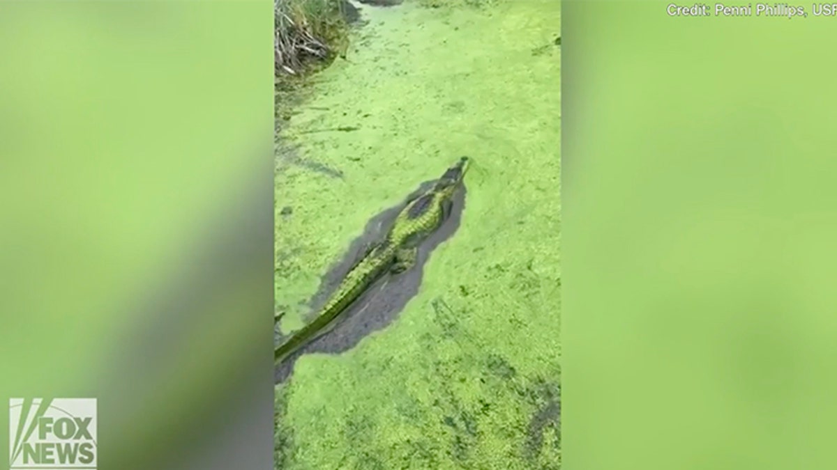 alligator in Texas