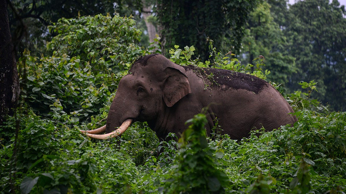 Asian elephant in forest