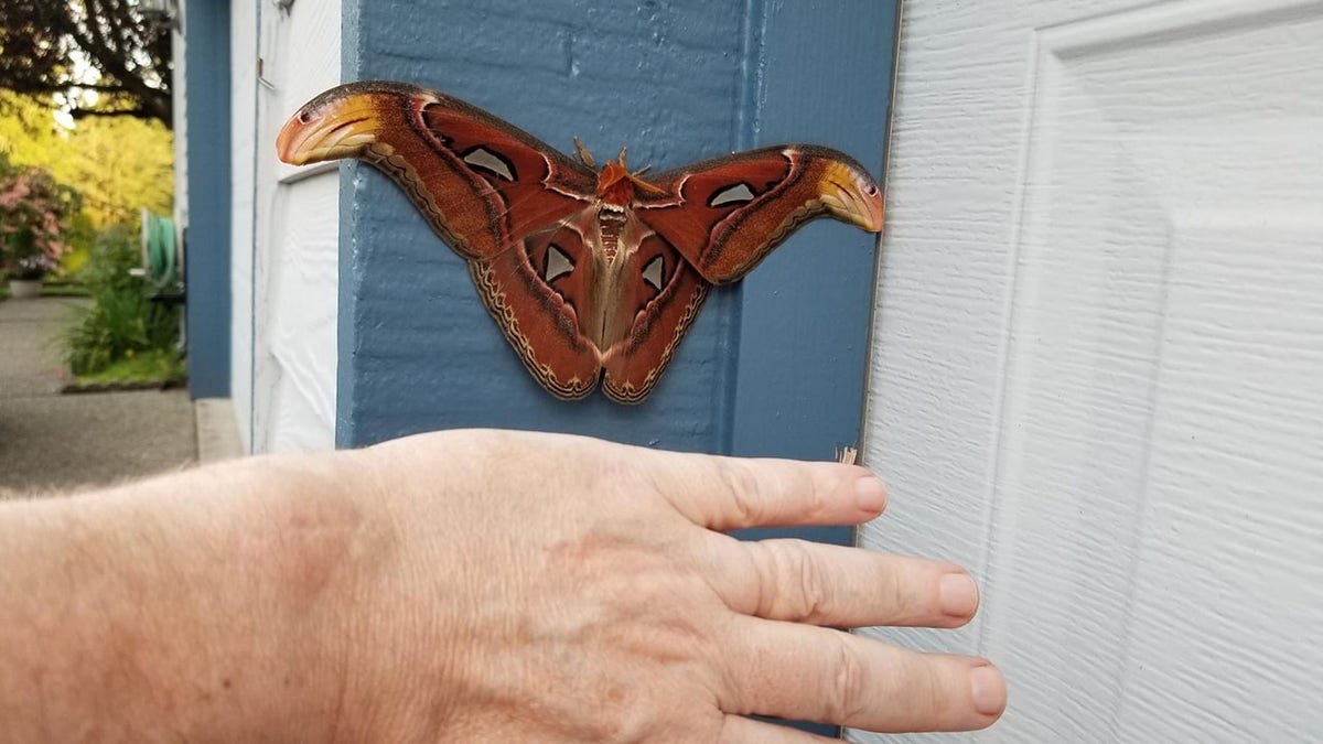 atlas moth with a human hand in foreground