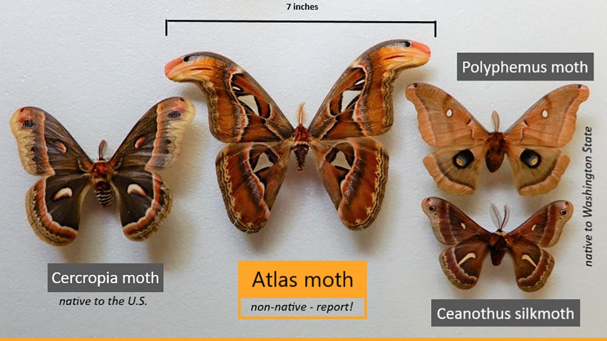 Atlas moth with cercopia moth, ceanothis silkmoth and polyphemmus moth