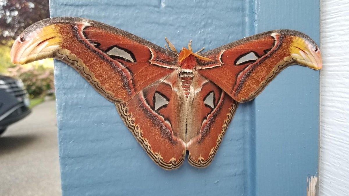 atlas moth on a wall