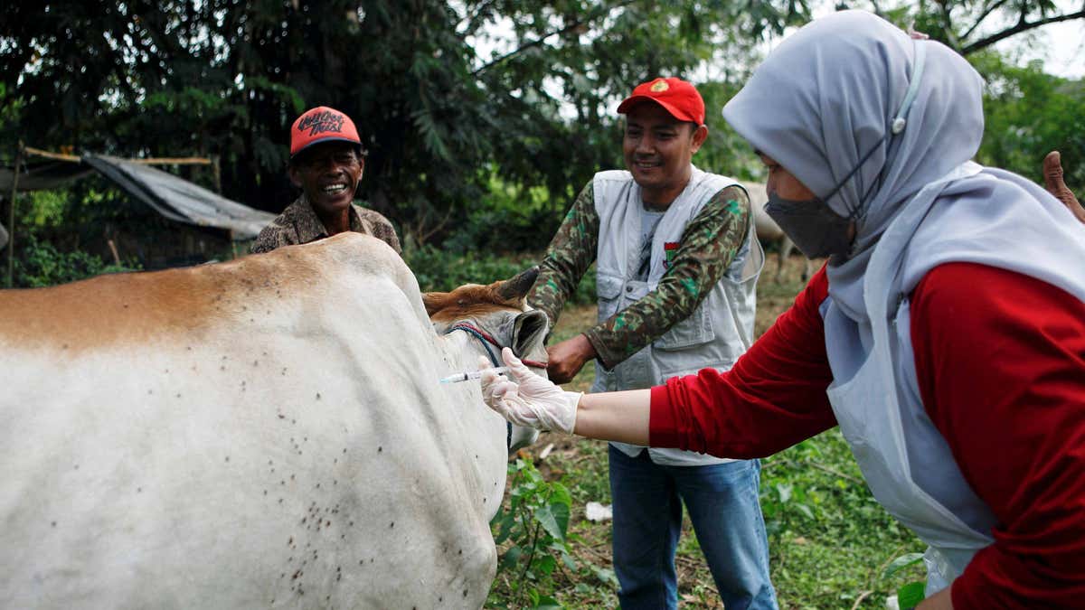 A cow at a cattle farm in Tangerang, Banten province, Indonesia, gets vaccinated against hand, foot and mouth disease as the virus spreads throughout the country. Photo taken on July 28, 2022. 