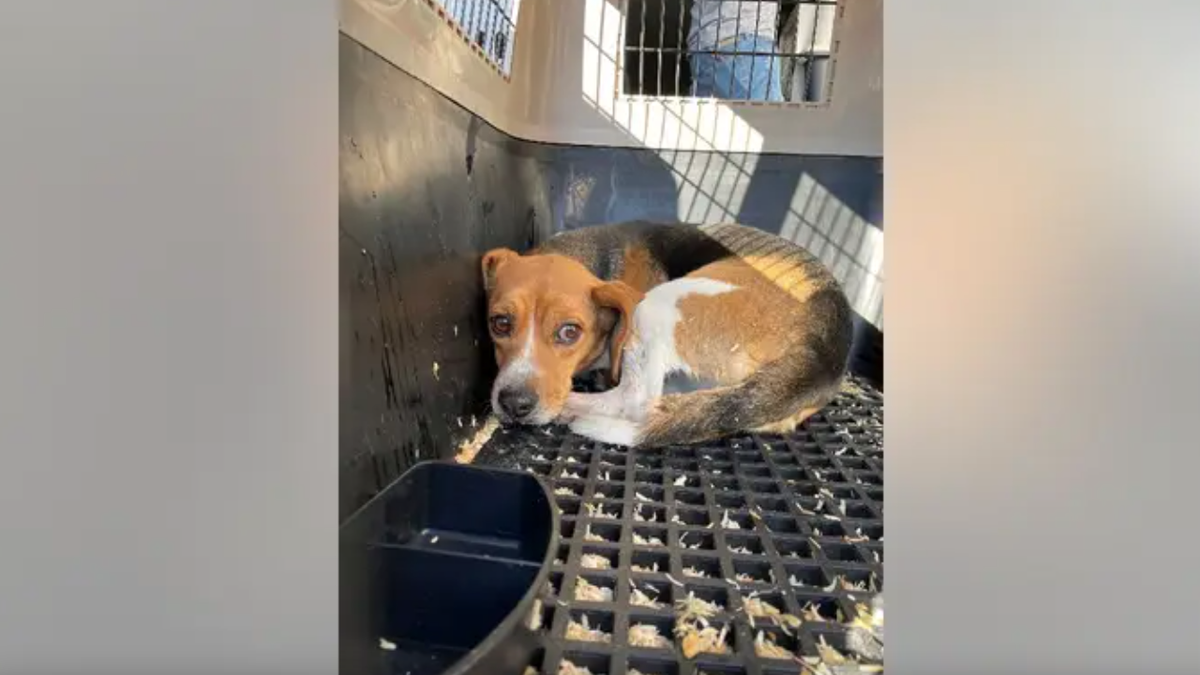 Beagle in shelter