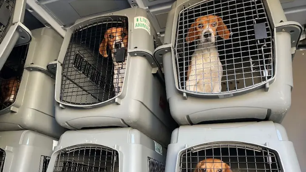Beagles in cages