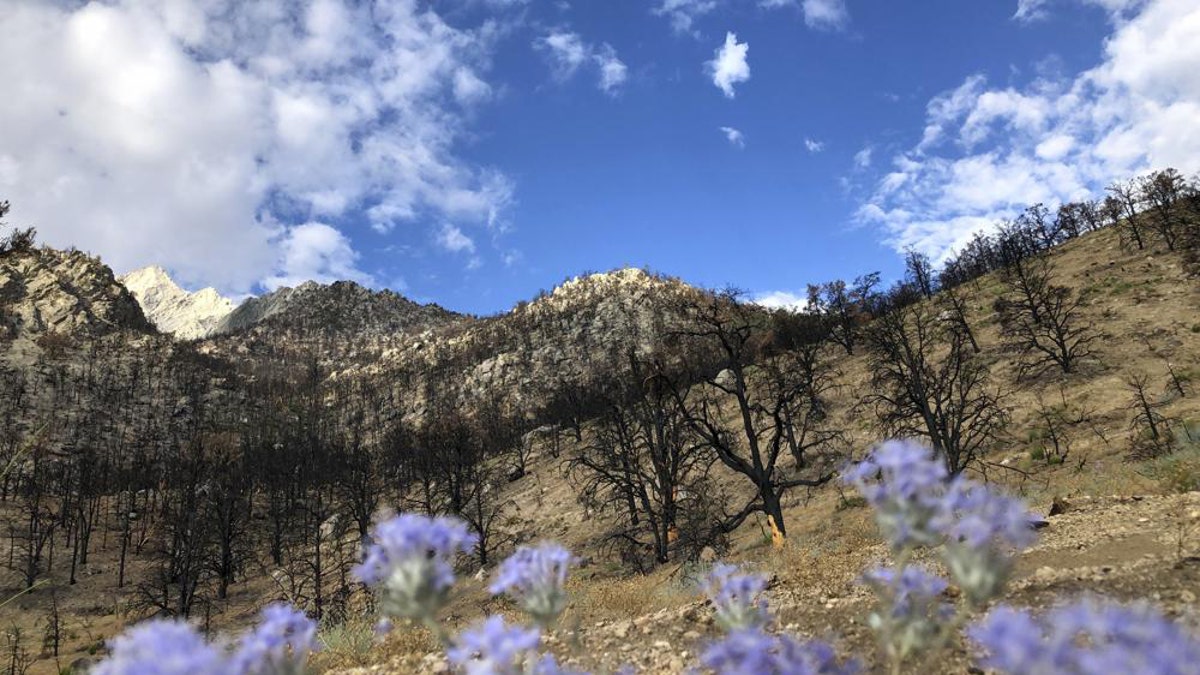 Vegatation groing after wildfire