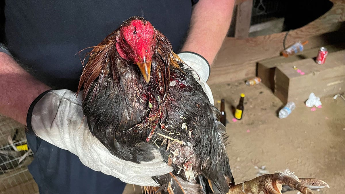 A red rooster is held up to the light by an animal service worker