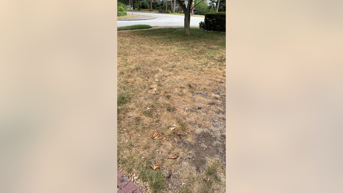 Massachusetts yard suffers drought