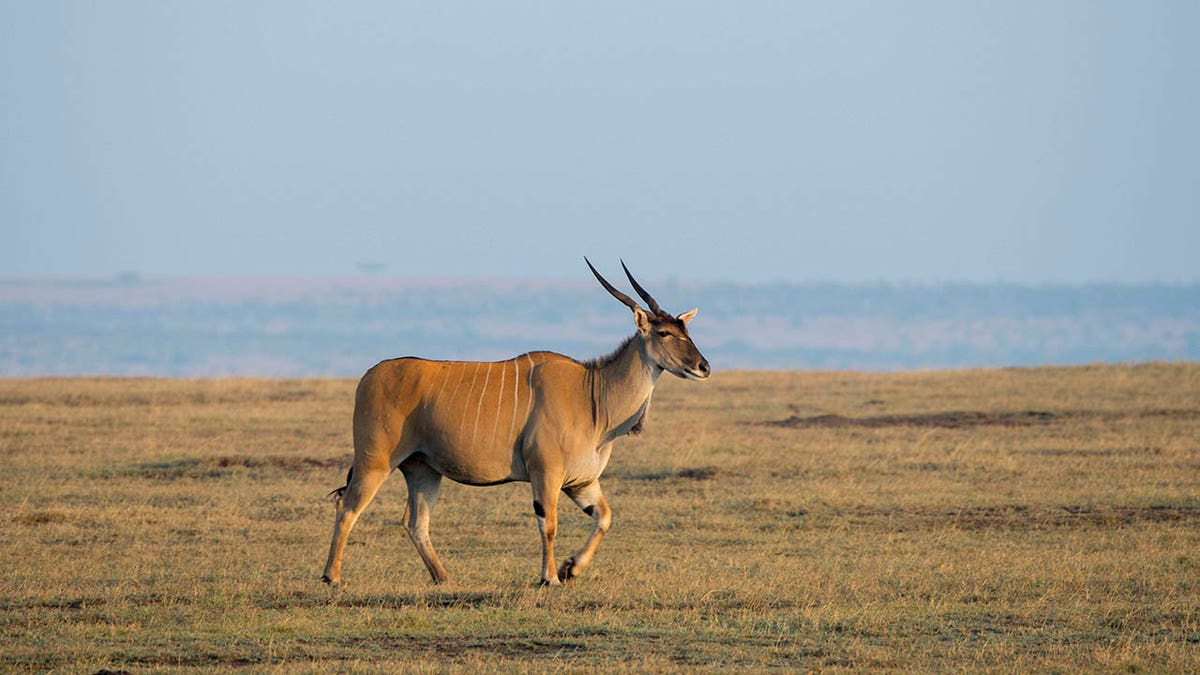 Eland walking through grassland