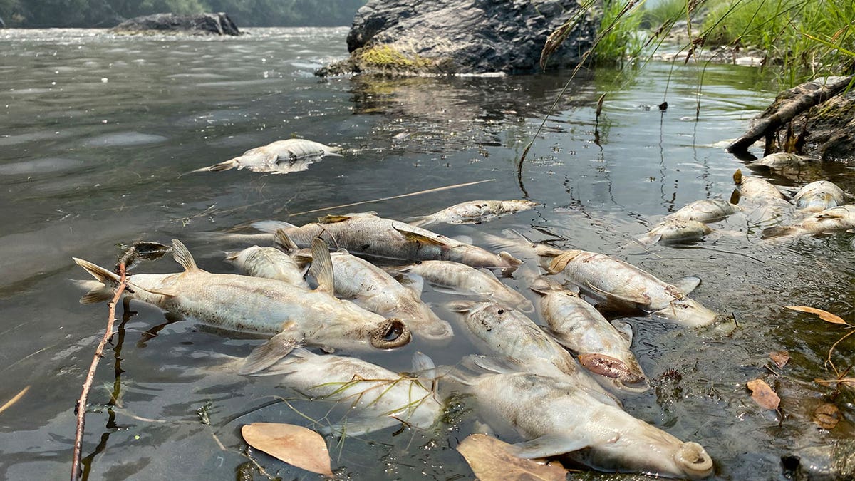 dead fish in the Shasta River in California