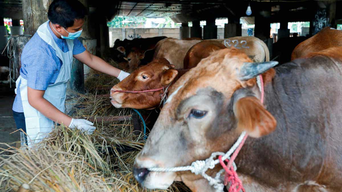 Cattle being inspected for FMD