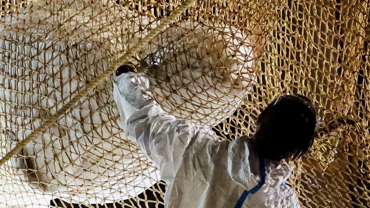 Beluga whale in a net