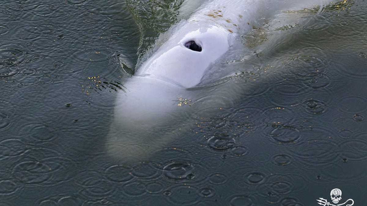 Beluga whale in river