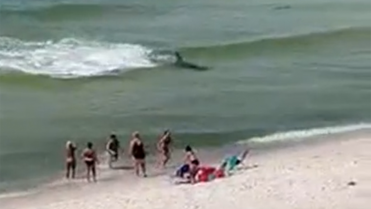 Beachgoers watch as a hammerhead shark chases stingrays near an Alabama shoreline