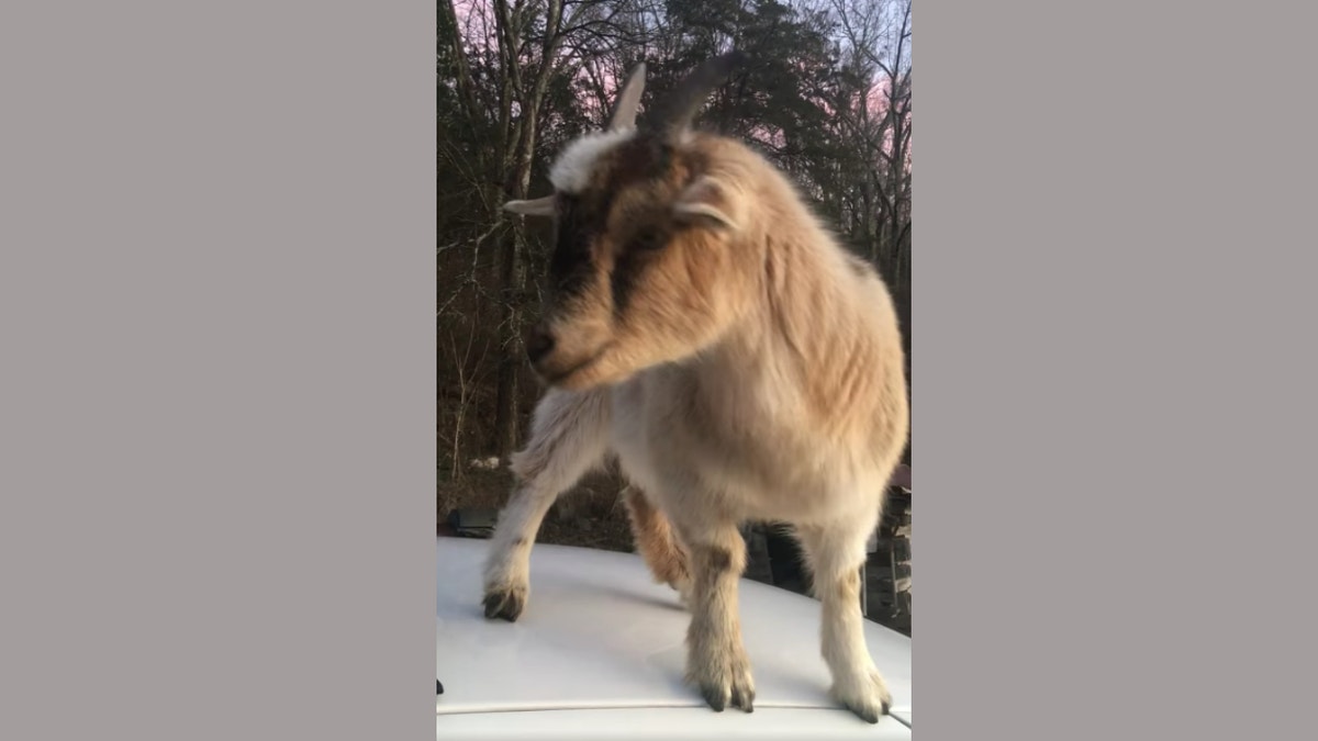 Goat standing on deputy's patrol car