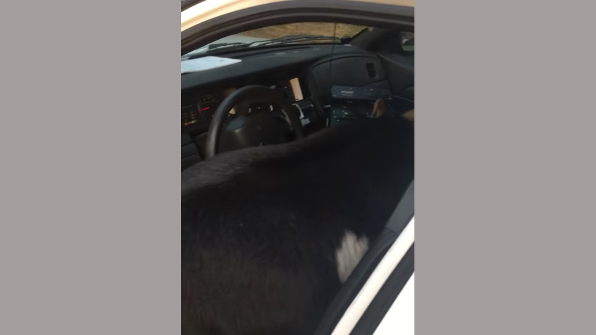 Goat inside police car in Alabama