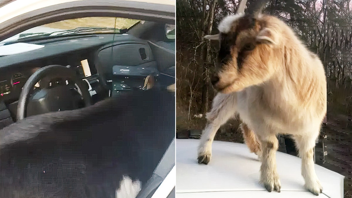 Goat caught eating Alabama deputy's paperwork after sneaking into