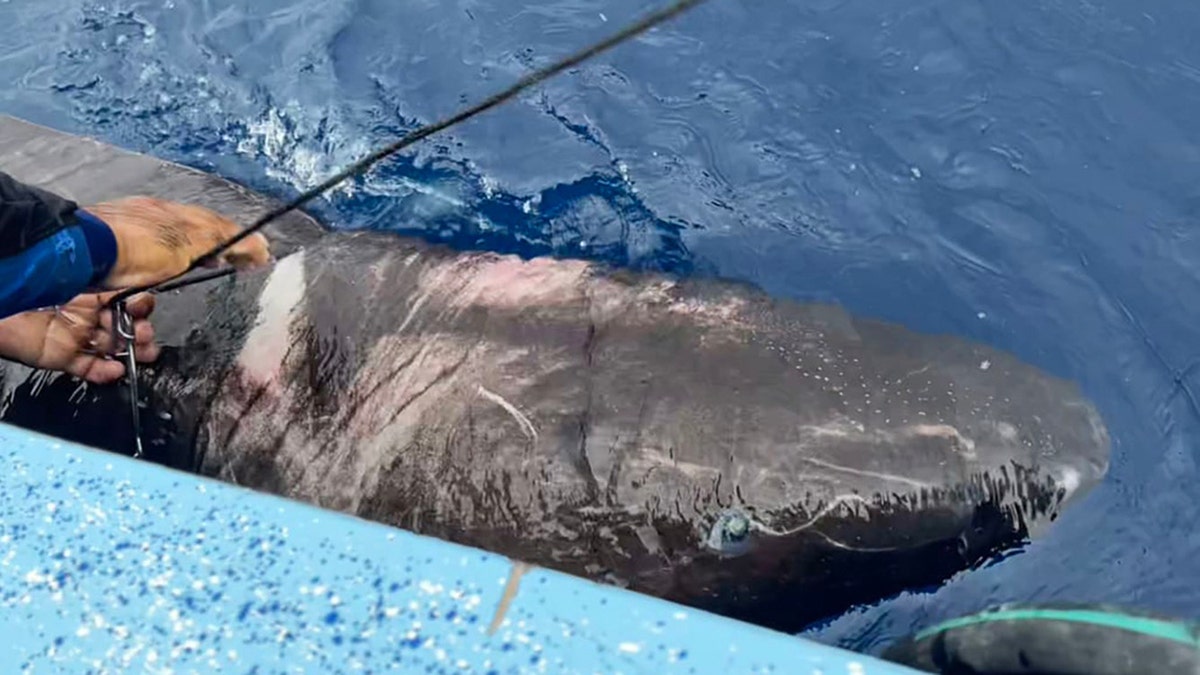 Greenland shark