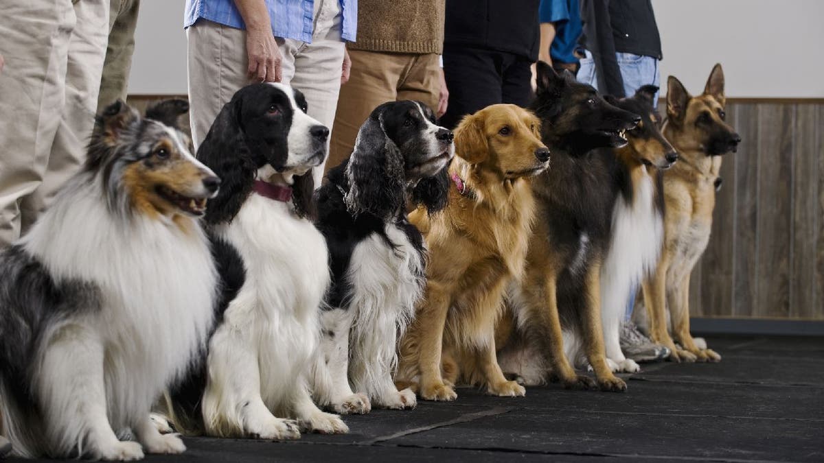purebred dogs lined up