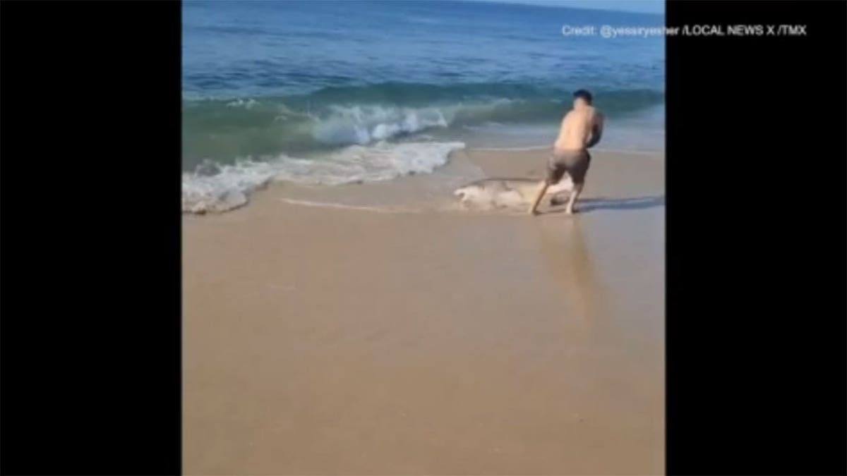 Man pulling on shark's tail