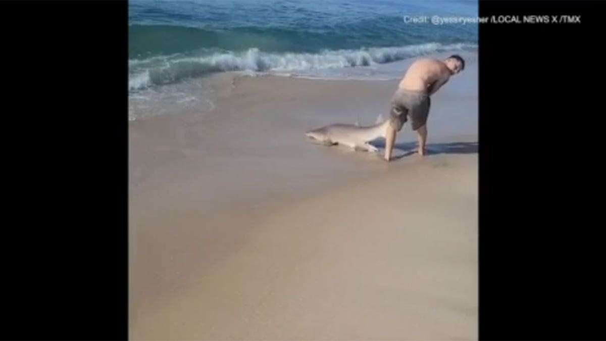 Man pulling shark out of water