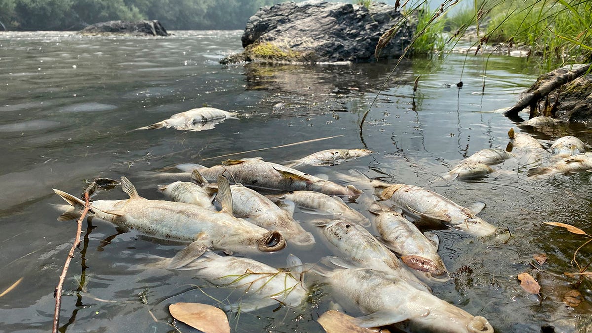 dead fish in river