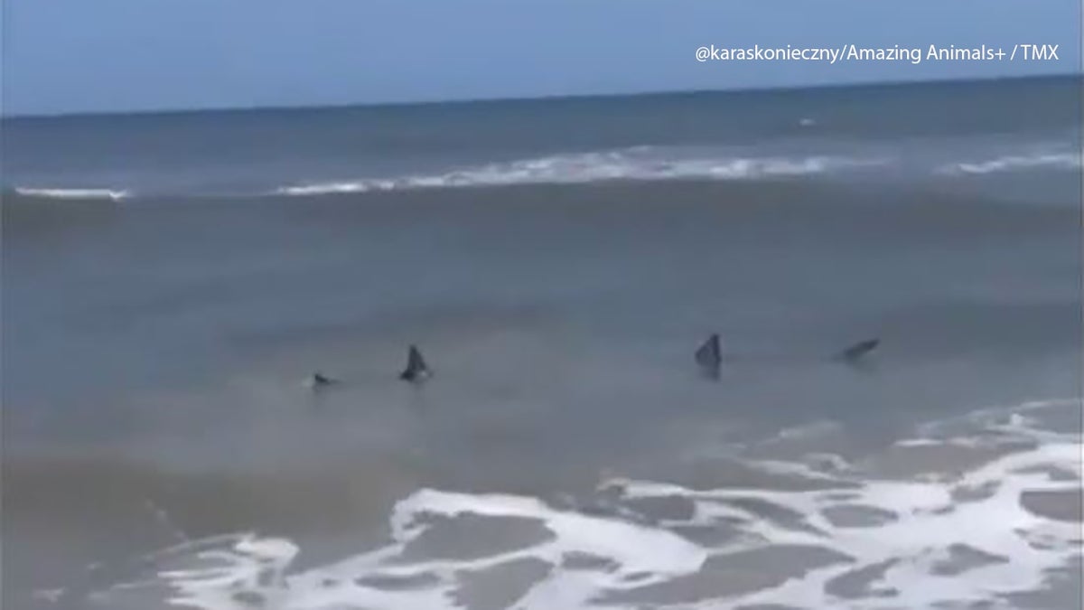 Sharks swimming in the water off of Neptune Beach, Florida