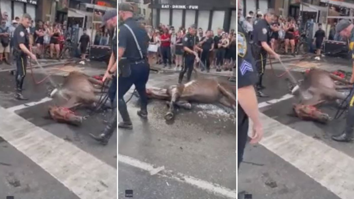 New York City police hosing collapsed horse