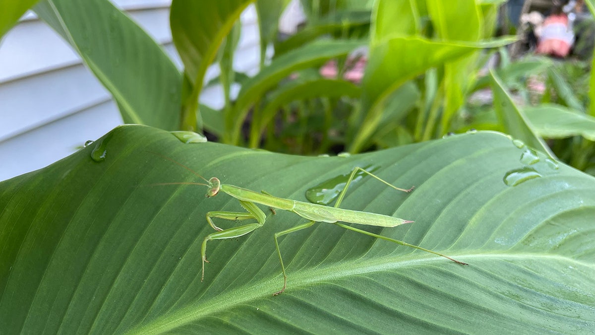 praying mantis new york