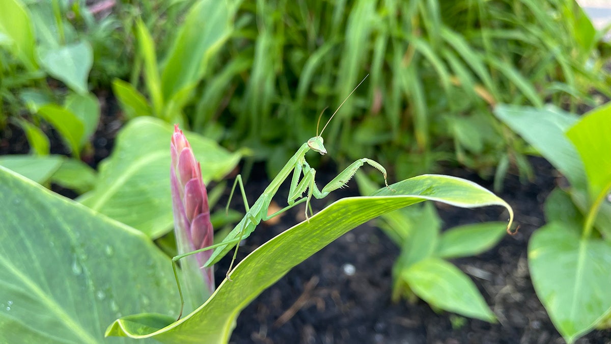 praying mantis on a leaf