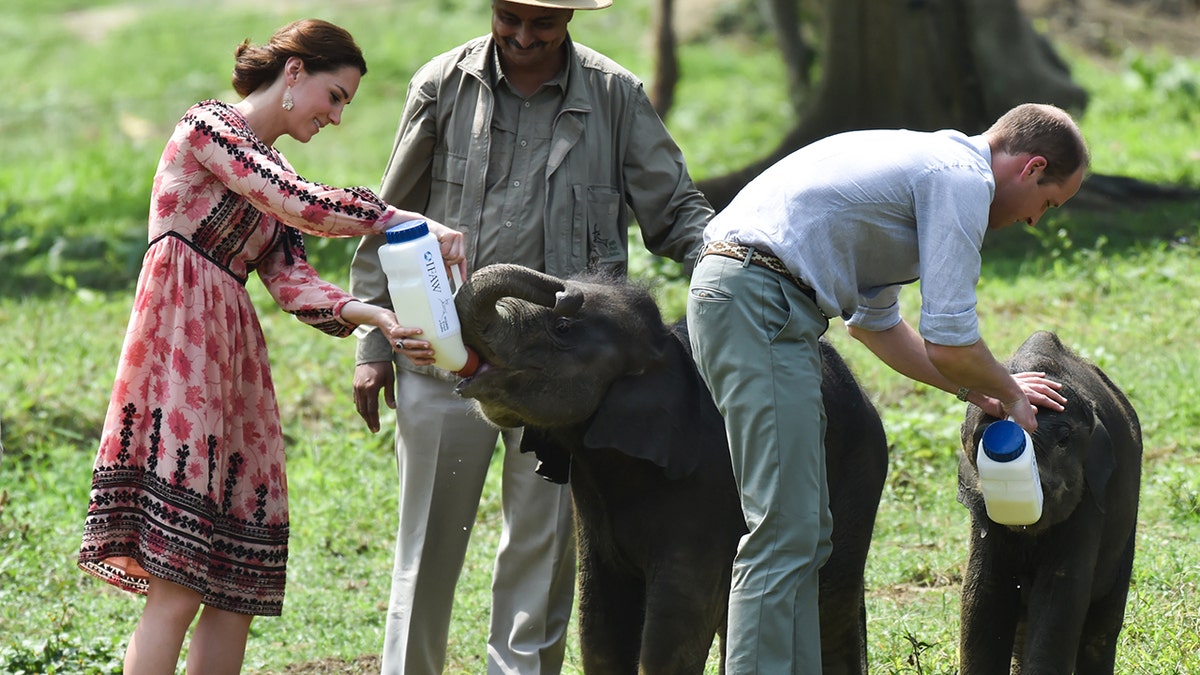 William and Kate bottle feed baby elephants