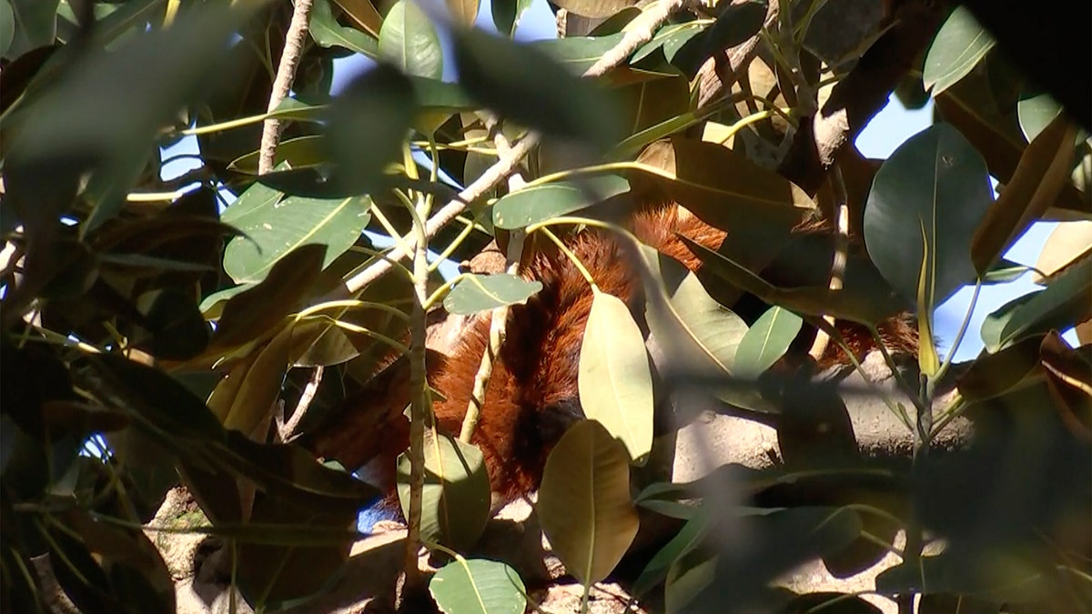 Ravi red panda