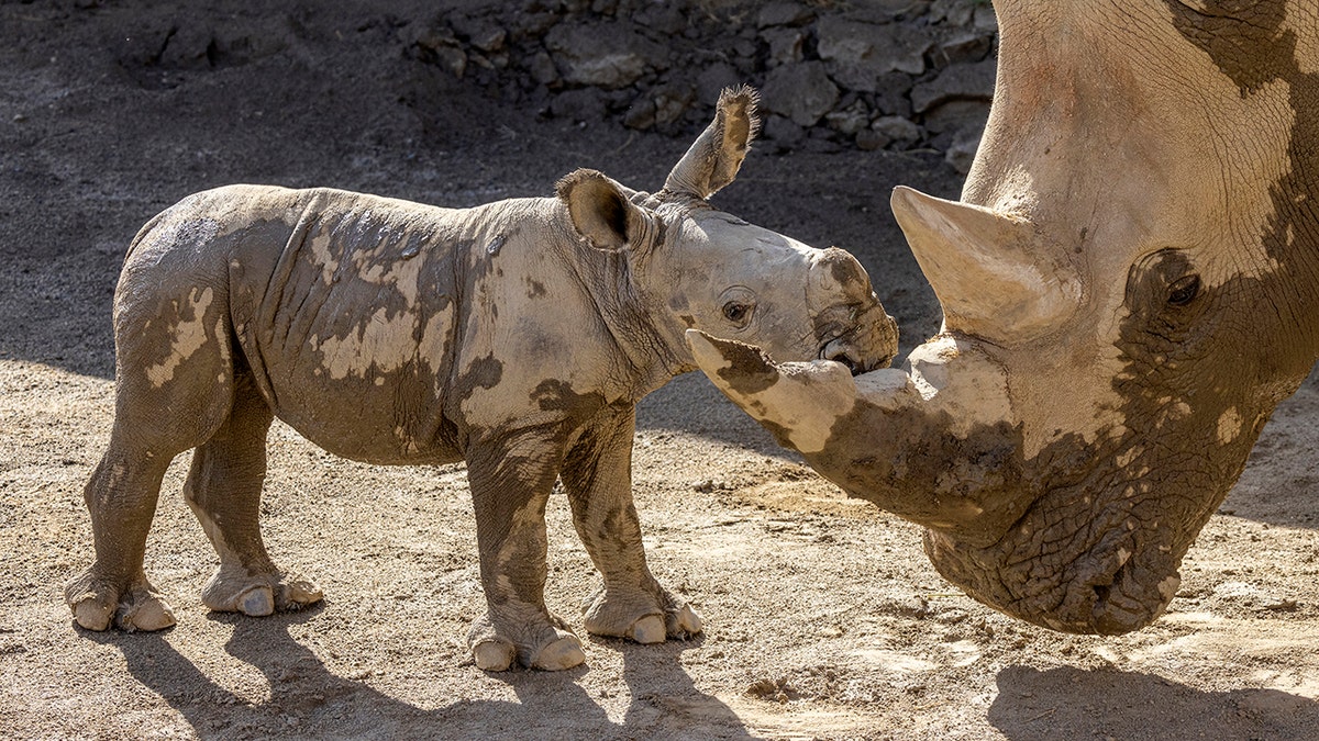 Rhino birth
