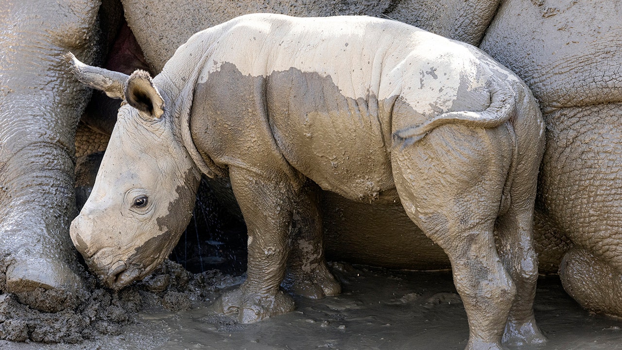 Southern white rhino born at San Diego Zoo: 'Full of energy' | Fox