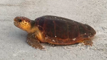 A large mother sea turtle on the sand