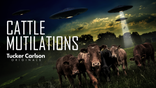 Cattle mutilations stump law enforcement, ranchers: 'The greatest unsolved serial crime spree in history'