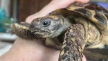 tortoise face and part of shell shown